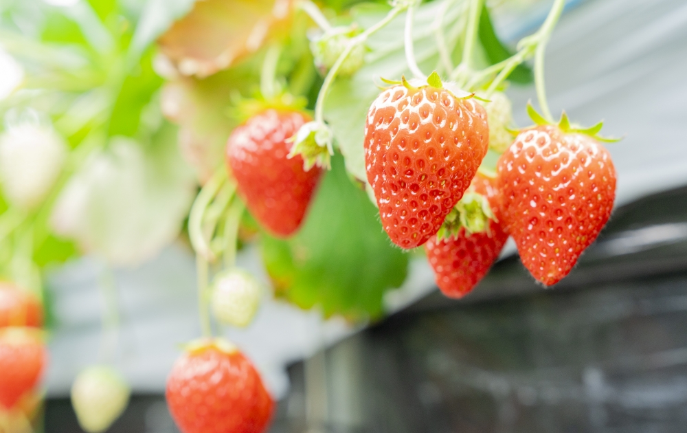 人に良いことは、動植物にも良い