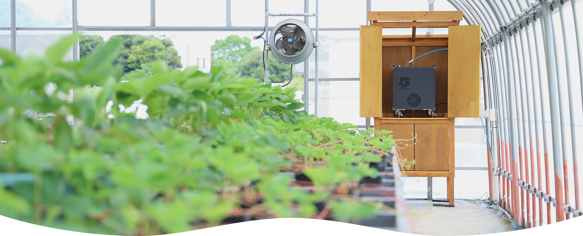 水素酸素バブル水農法農業の未来へ向けた 新しい栽培方法