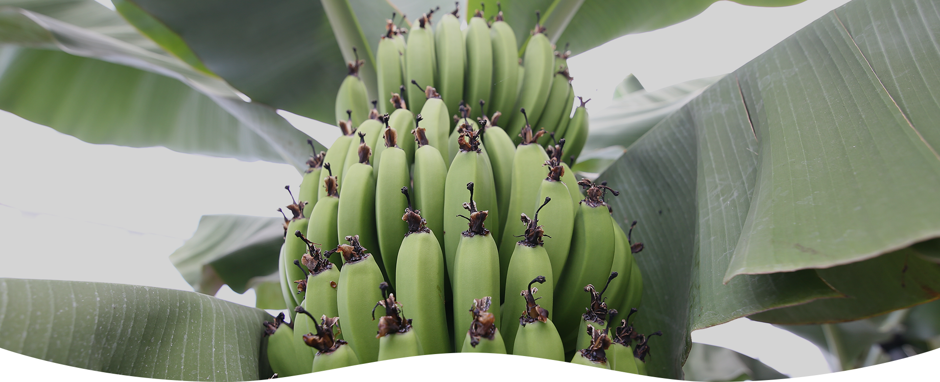 水素酸素バブル水農法農業の未来へ向けた