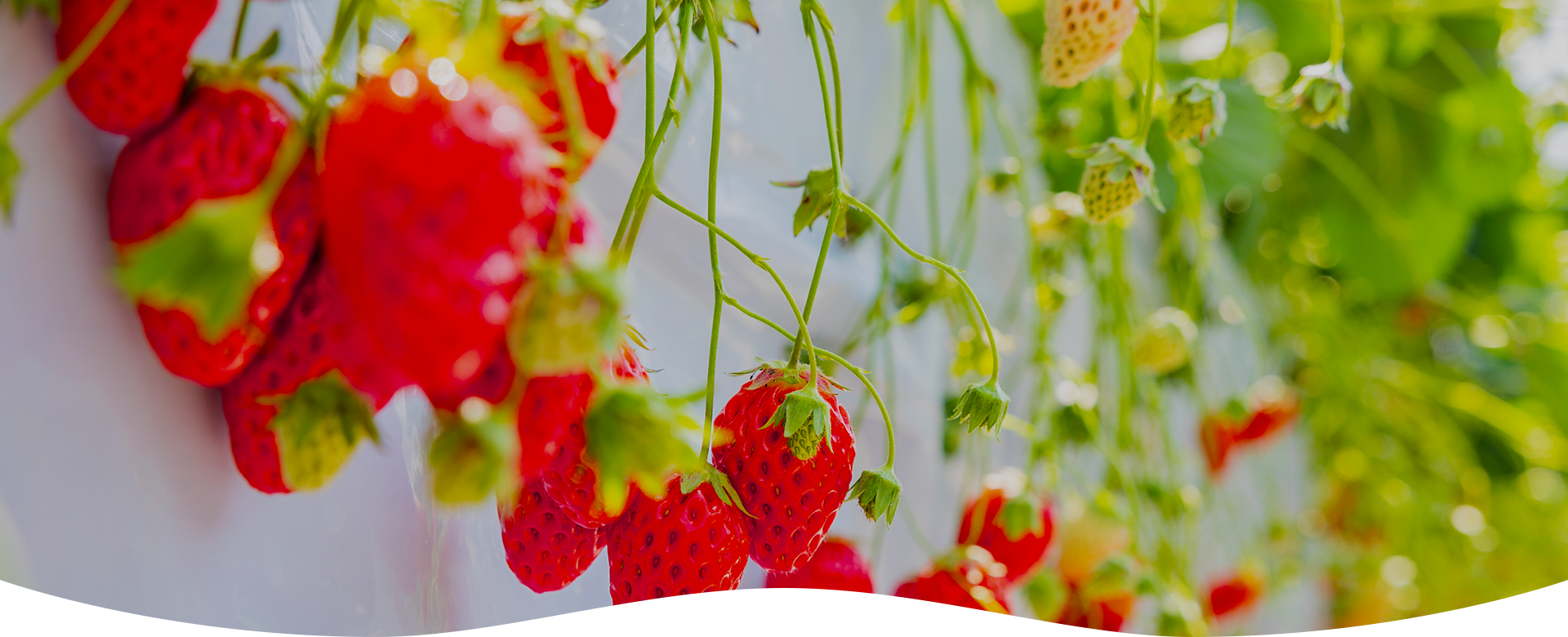 水素酸素バブル水農法農業の未来へ向けた