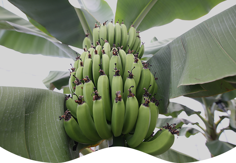 水素酸素バブル水農法農業の未来へ向けた