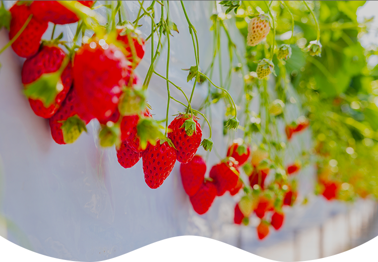 水素酸素バブル水農法農業の未来へ向けた